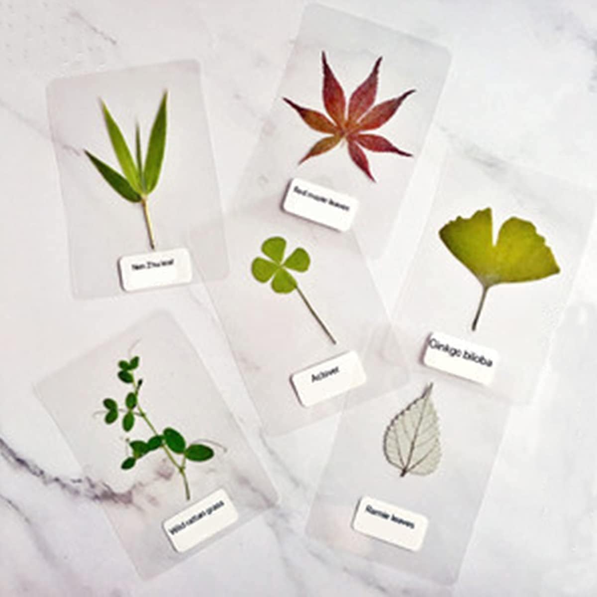 50 PackThermal Laminating Pouches, 9 x 11.5 Inches, 5 Mil Thick Clear Laminating Sheets