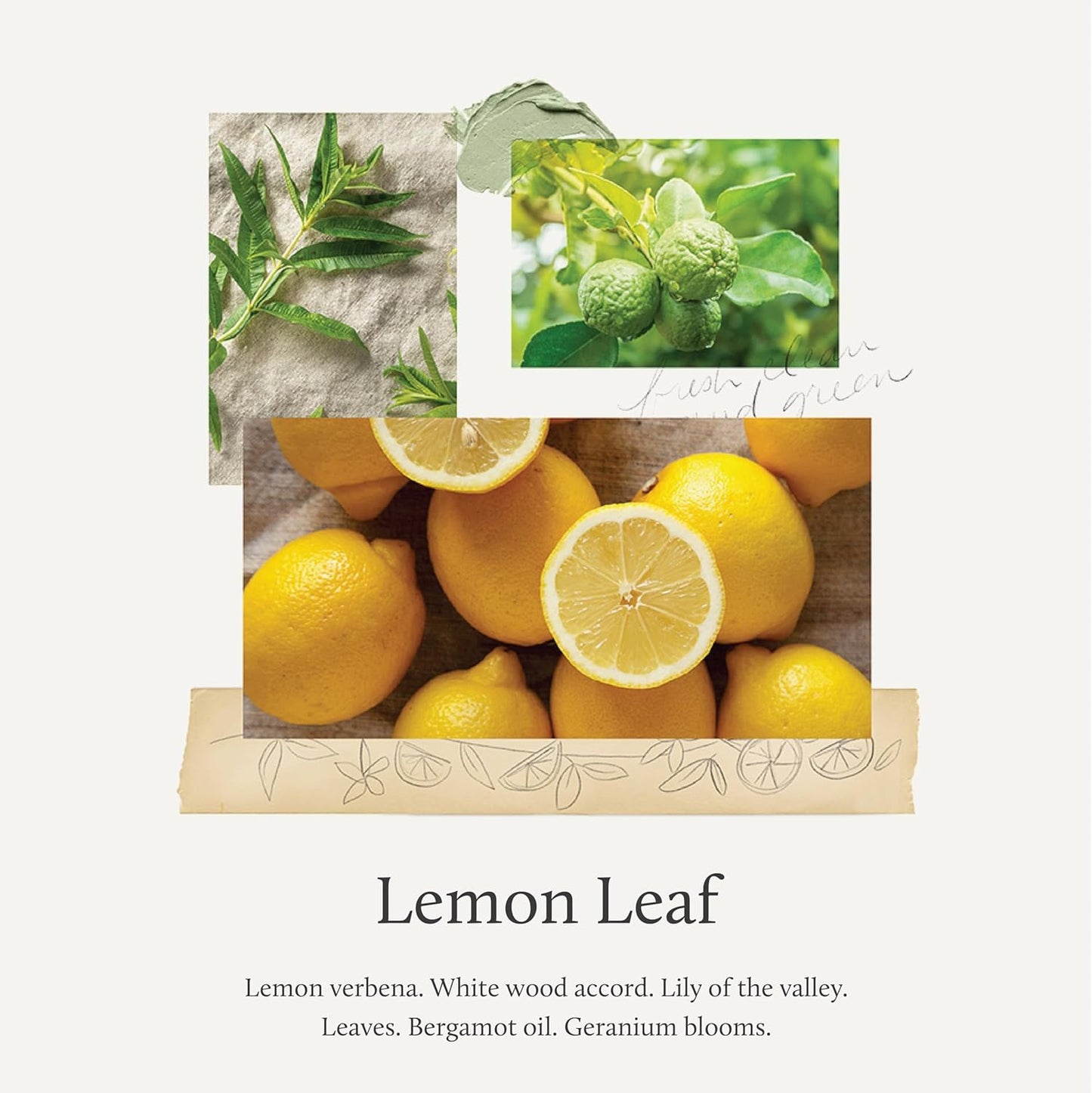 Thymes Countertop Spray - Counter Cleaner Spray - Household Cleaning Supplies (Lemon Leaf, 16.5 fl oz)